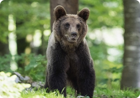 IL RITORNO DEL LUPO E DELL’ORSO