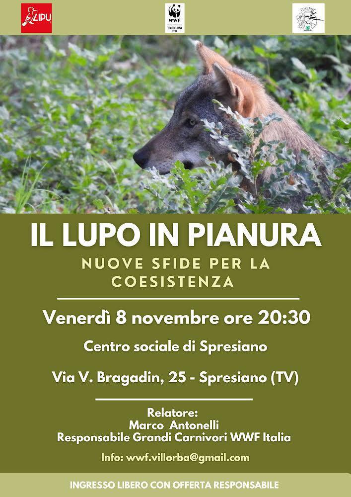 Il lupo in pianura