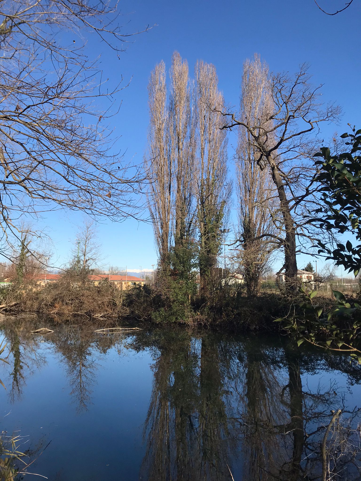 Segnalazione su attività di potatura, capitozzatura e taglio di alberi sulle rive del fiume Sile a Treviso in periodo di nidificazione