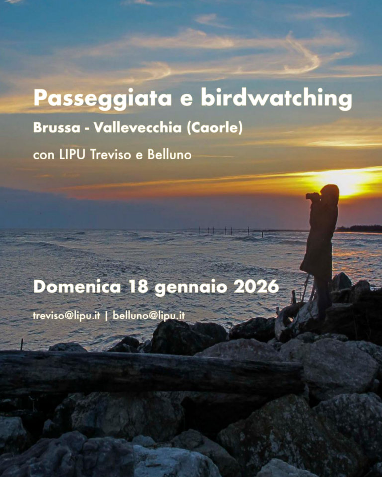 Passeggiata con birdwatching nell’area di Vallevecchia a Caorle: il 18 gennaio il primo appuntamento dell’anno con LIPU Treviso e Belluno