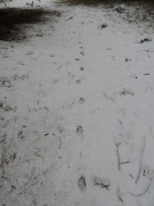 Lupo Canis lupus, una corretta coabitazione, comunicato stampa a cura del Coordinamento Lipu Veneto