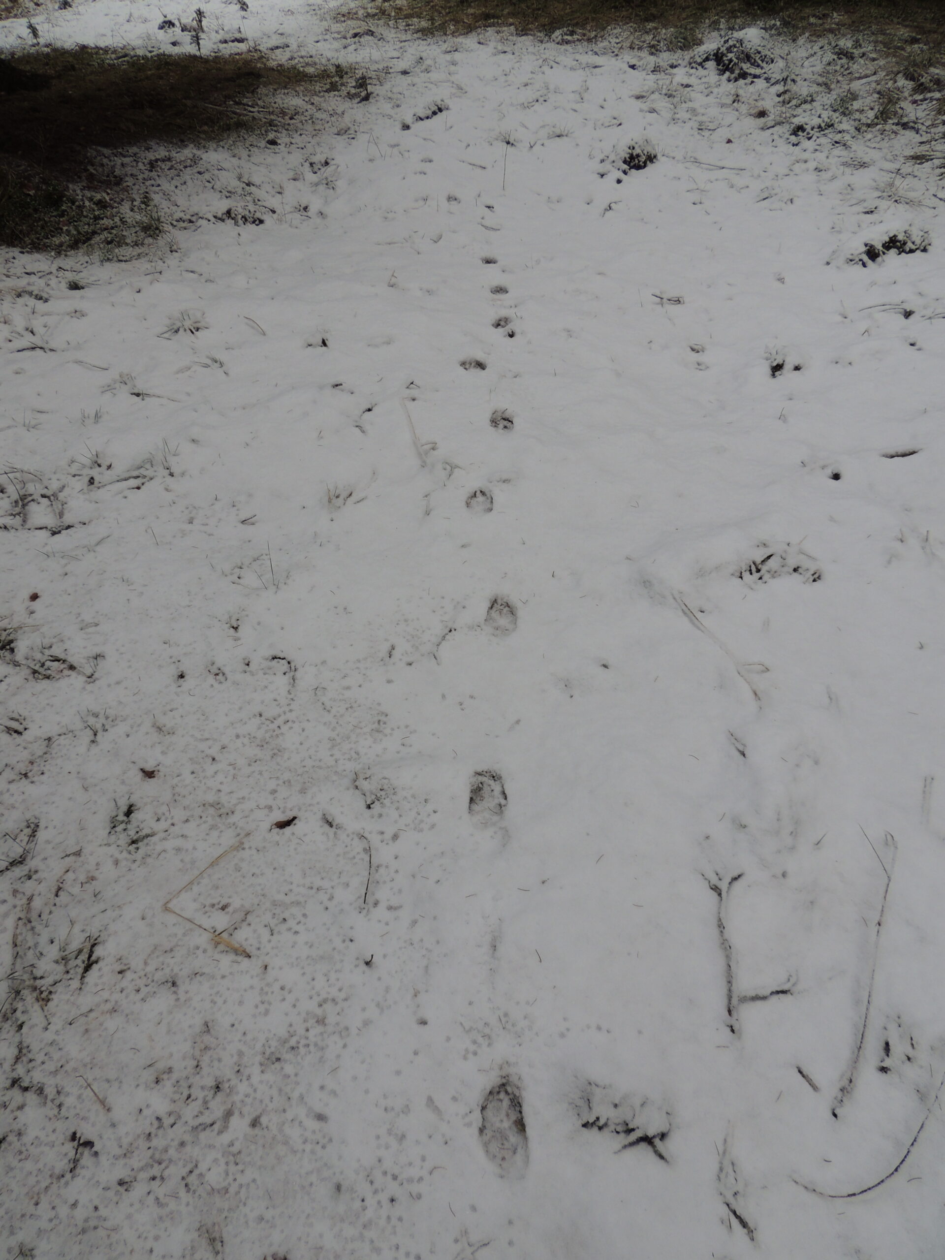 Lupo Canis lupus, una corretta coabitazione, comunicato stampa a cura del Coordinamento Lipu Veneto
