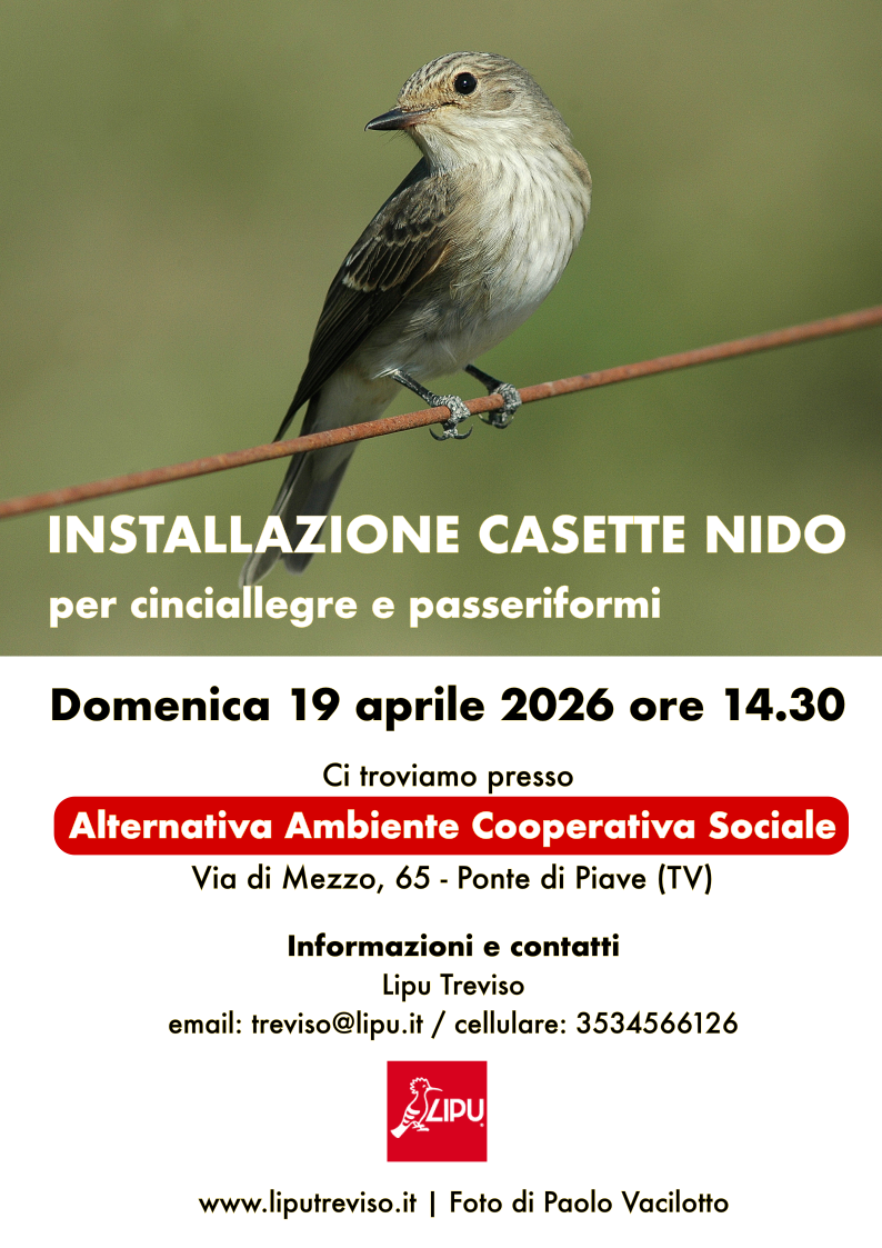 Nuove case per le cince: domenica 19 aprile dalle 14:30 a Ponte di Piave!